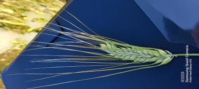 Click for 1 image(s) for this accession. SPIKE